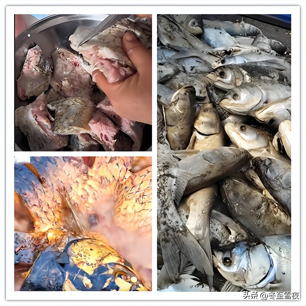 东北虚假美食_网红吃黑暗料理搞笑,_网络流传不实东北菜